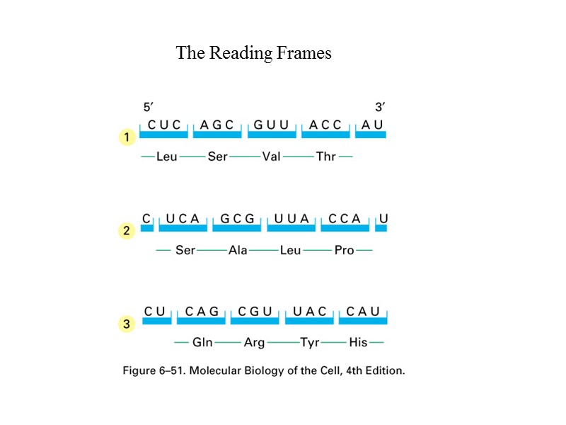 The Reading Frames